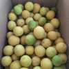 Limes - Free to a good home